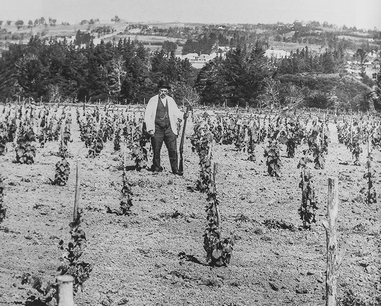 A.A. Corban - Surrounded by his young vines.