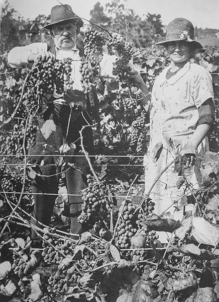 The Early Days - Bruces great grandparents, Assid and Naijibe, proudly displaying their crop.