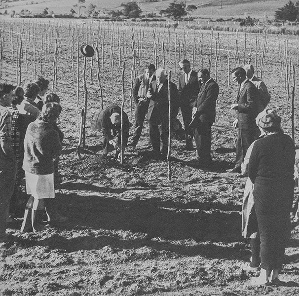 Early Days - New vineyard in Taupaki, mid 1960s